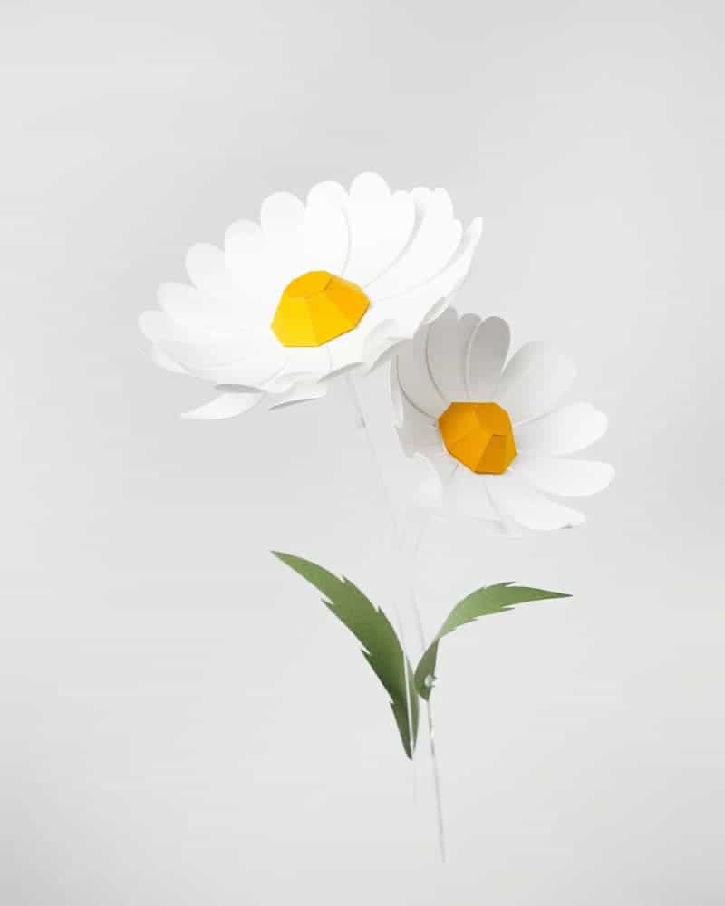 گل Daisy