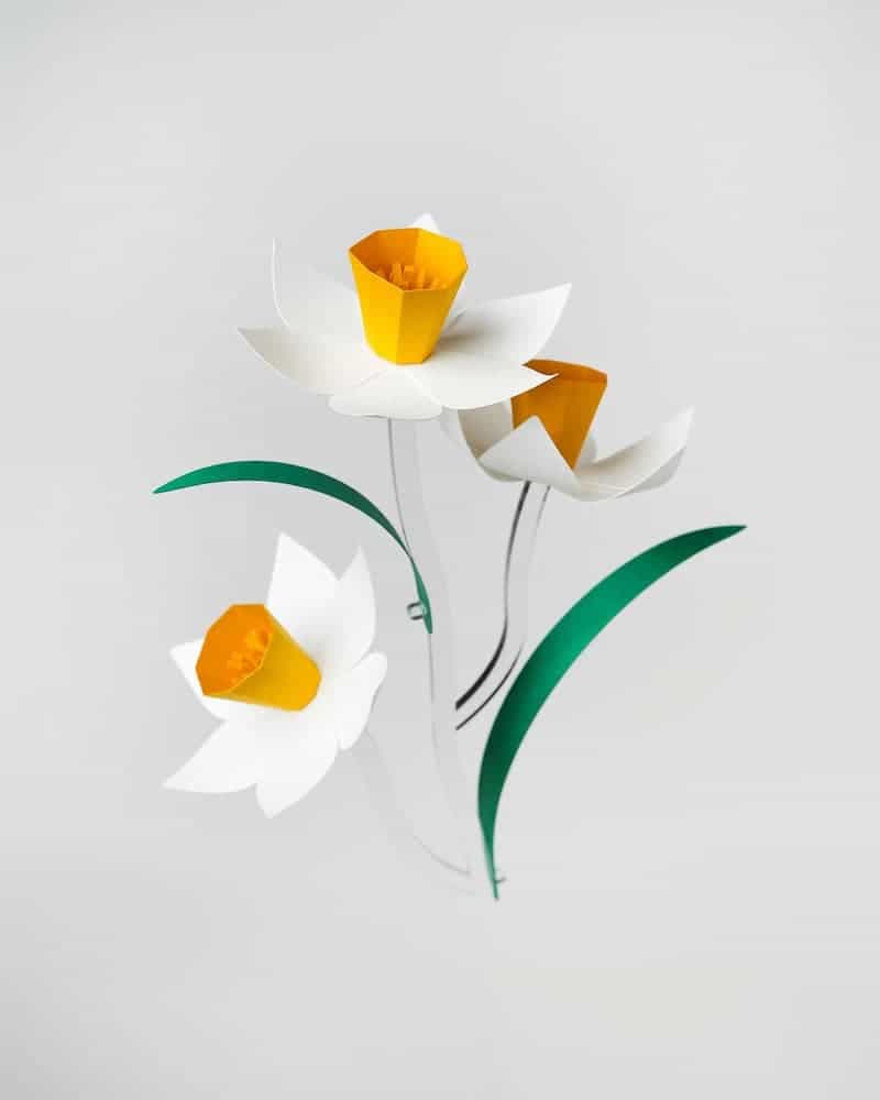 گل Narcissus